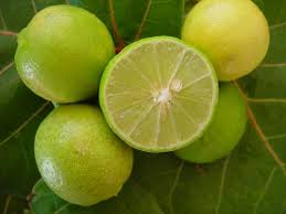 citrus fruit prevents scurvy