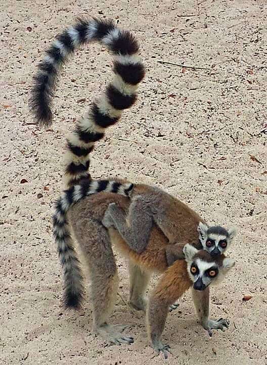 lemur in madagascar