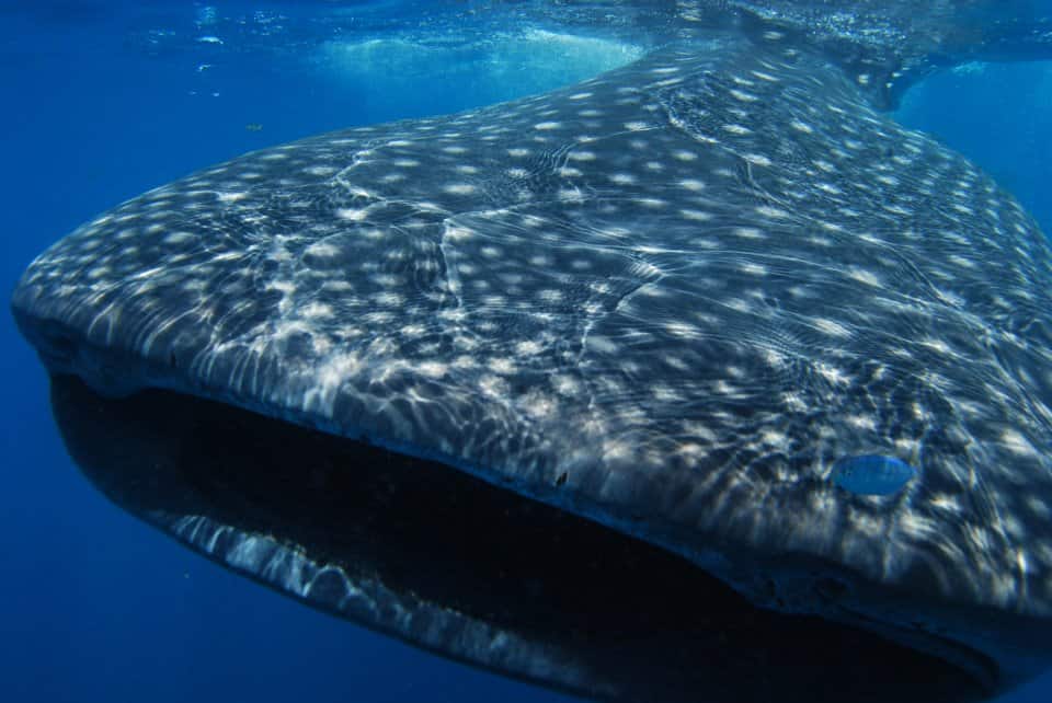 whale shark