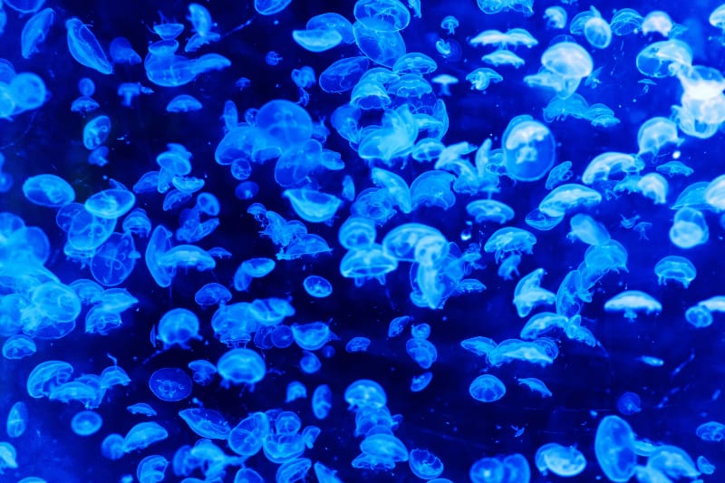 animals like jellyfish were helpful navigational aids to early ocean explorers