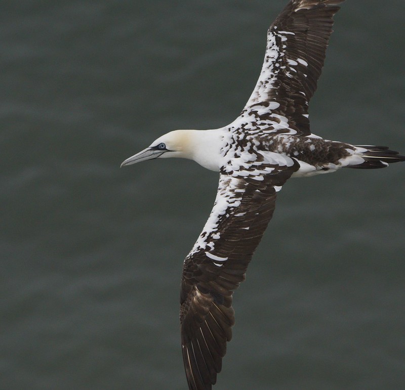 seabird often followed by ancient sailors to locate land